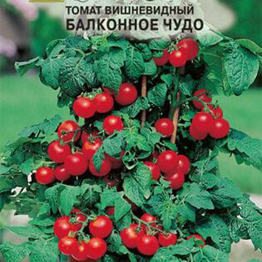 Томат Балконное чудо