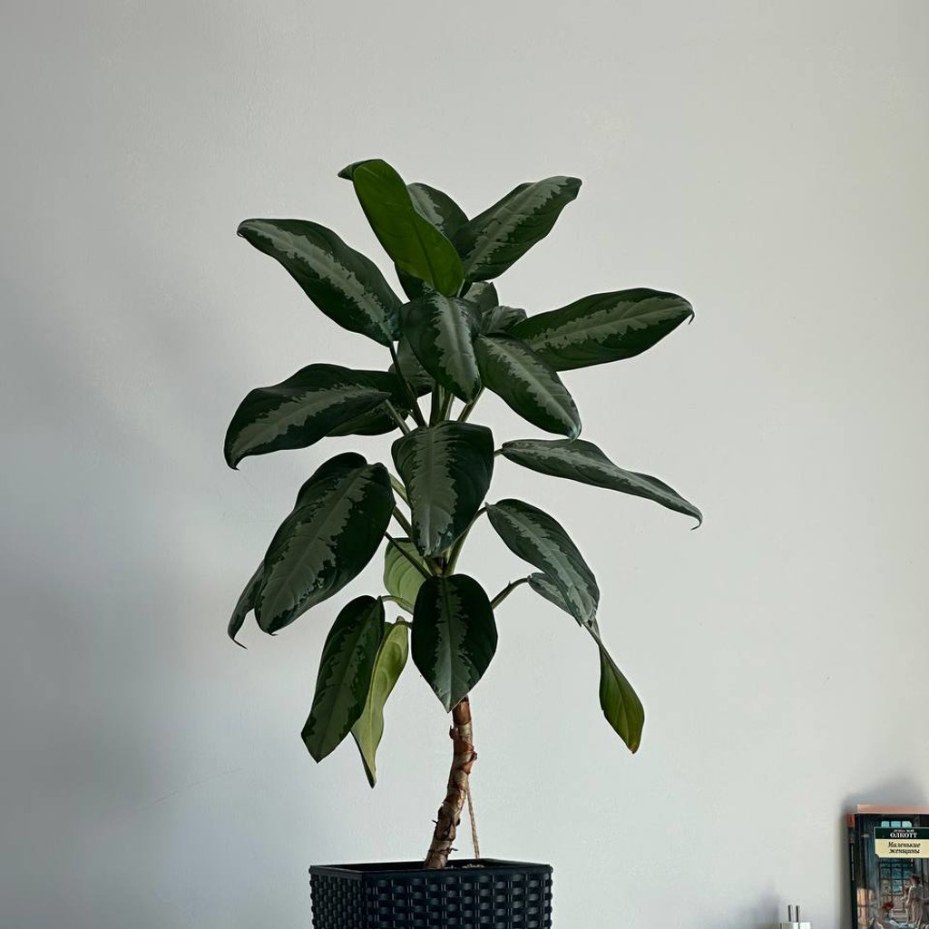 Aglaonema