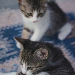 Котята - фото 5