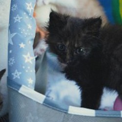 Котята - фото 6