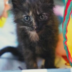 Котята - фото 7