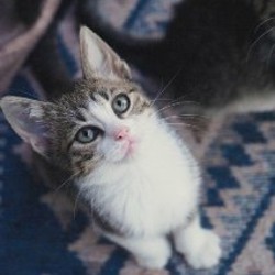 Котята - фото 8