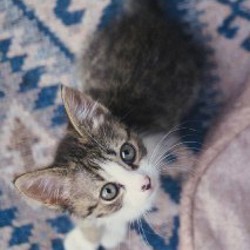 Котята - фото 9