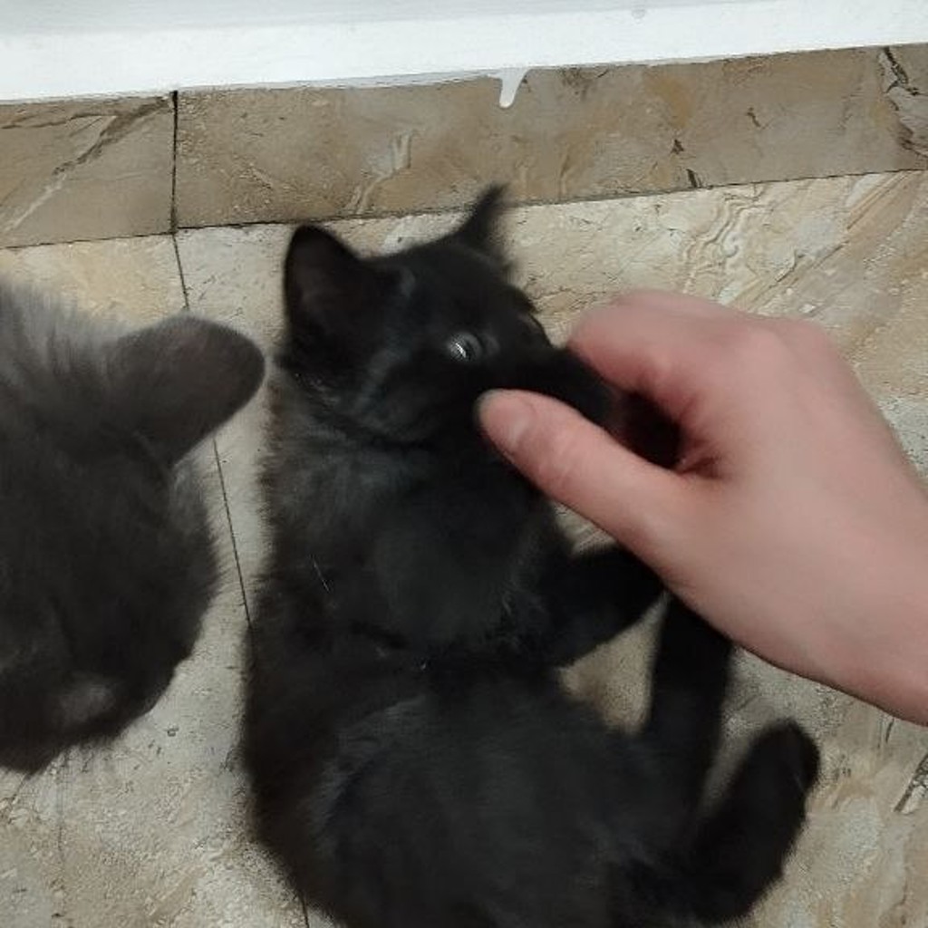 Котенок