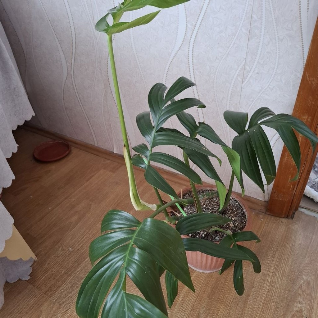 Кислица