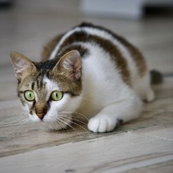Кошечка Лапка - фото 2