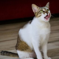 Кошечка Лапка - фото 3