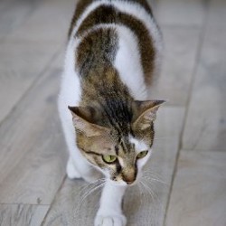 Кошечка Лапка - фото 4