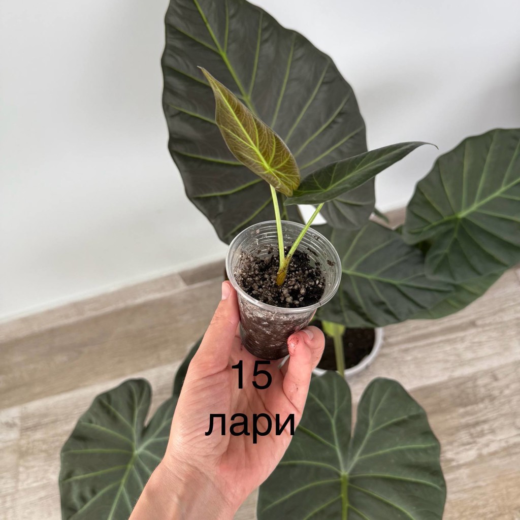 Кактус