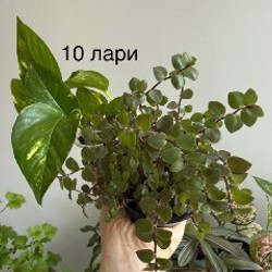Кактус - фото 4