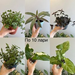 Кактус - фото 7