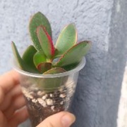 Крассула Капителла Кемпфайер - фото 3