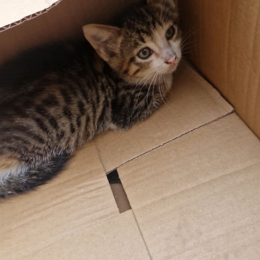 Котёнок