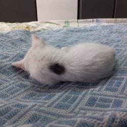 Котёнок-девочка - фото 2