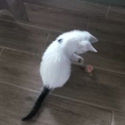Котёнок-девочка - фото 3