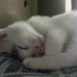 Котёнок-девочка - фото 4