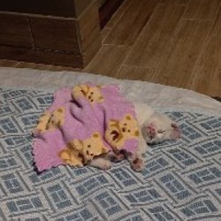 Котёнок-девочка - фото 5