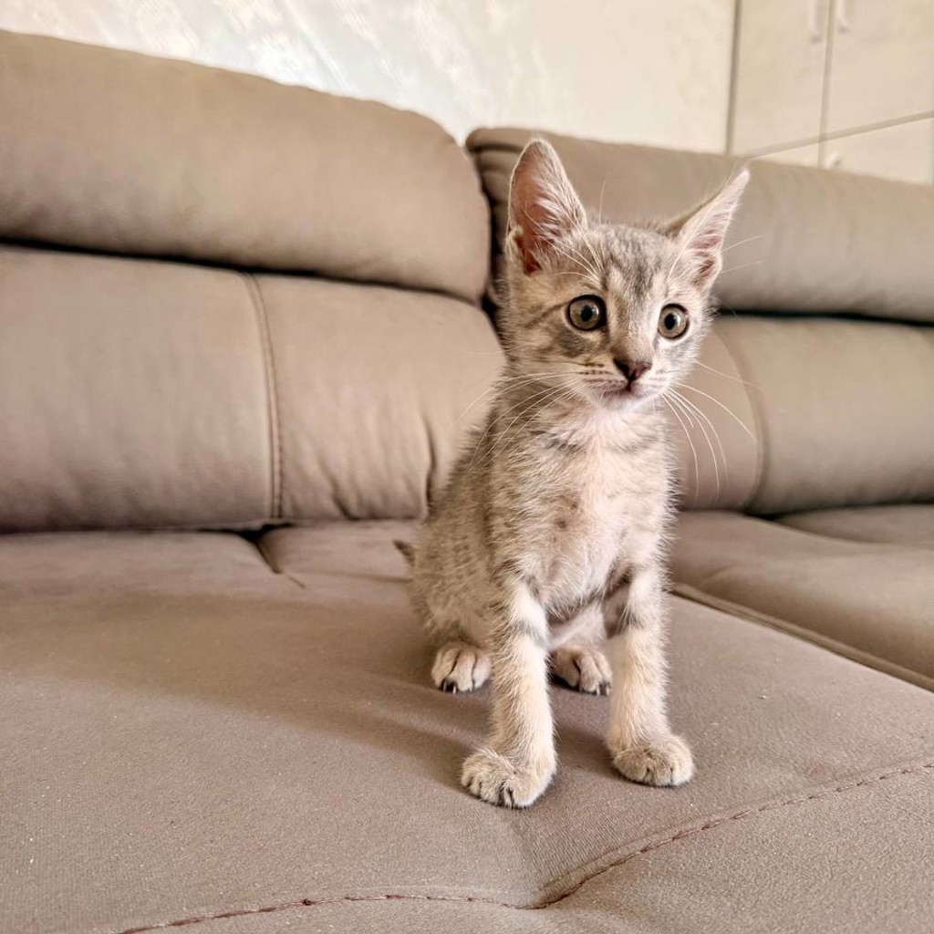 Котёнок