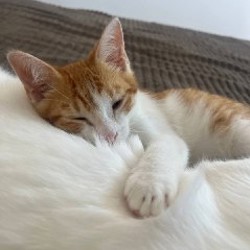 Котик - фото 2