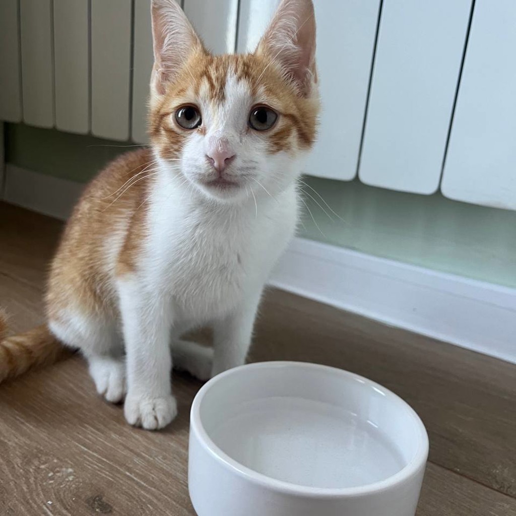 Рыжий котенок