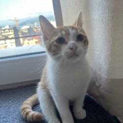 Рыжий котенок - фото 2