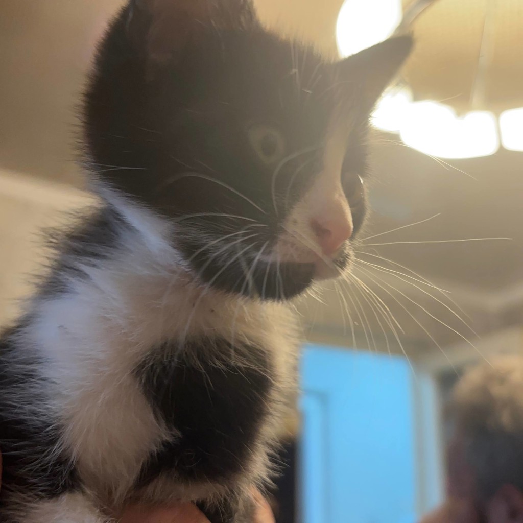 Котёнок