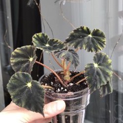Бегония Mazae var. Nigricans - фото 2