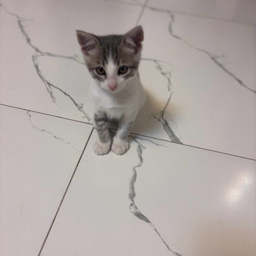 Котенок