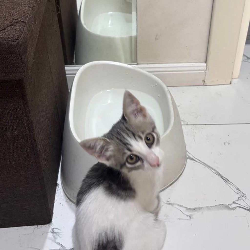 Котёнок Томи