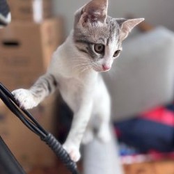Котёнок Томи - фото 2