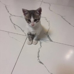 Котёнок Томи - фото 4