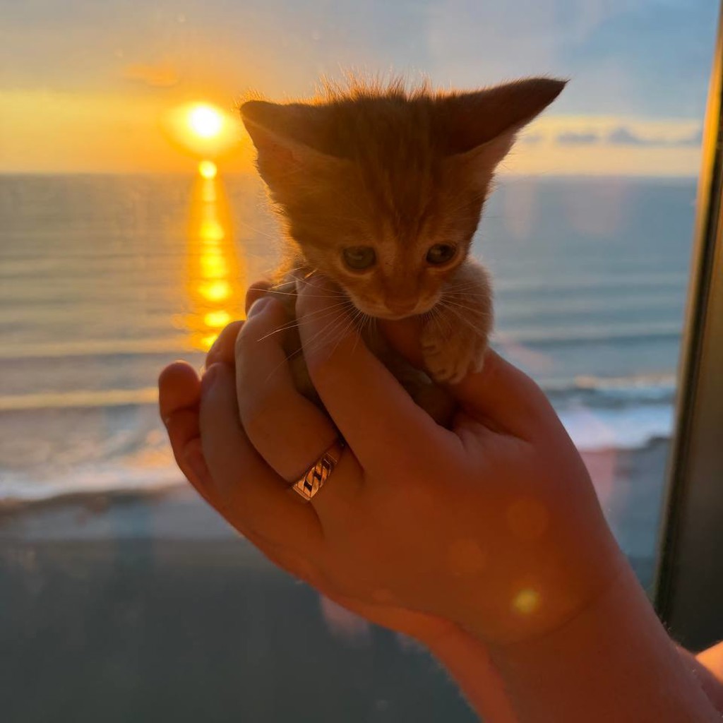 Котик
