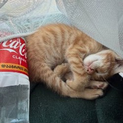 Котик - фото 3