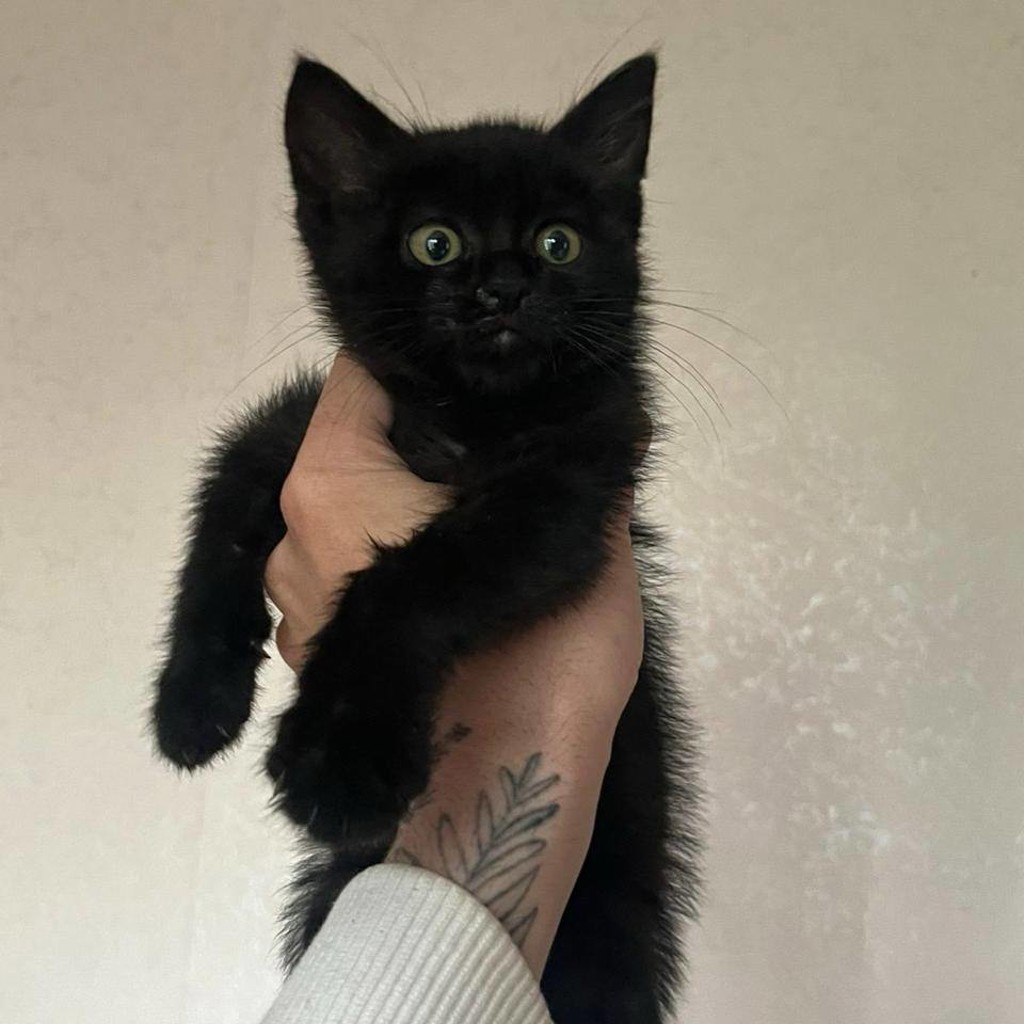 Черный котенок