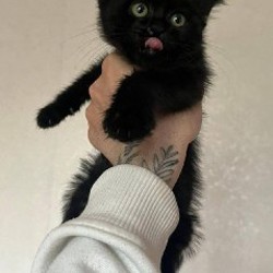 Черный котенок - фото 2