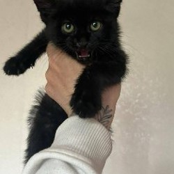 Черный котенок - фото 3