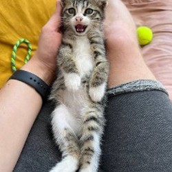 Вафля - фото 3