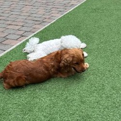 Собака спаниель - фото 3