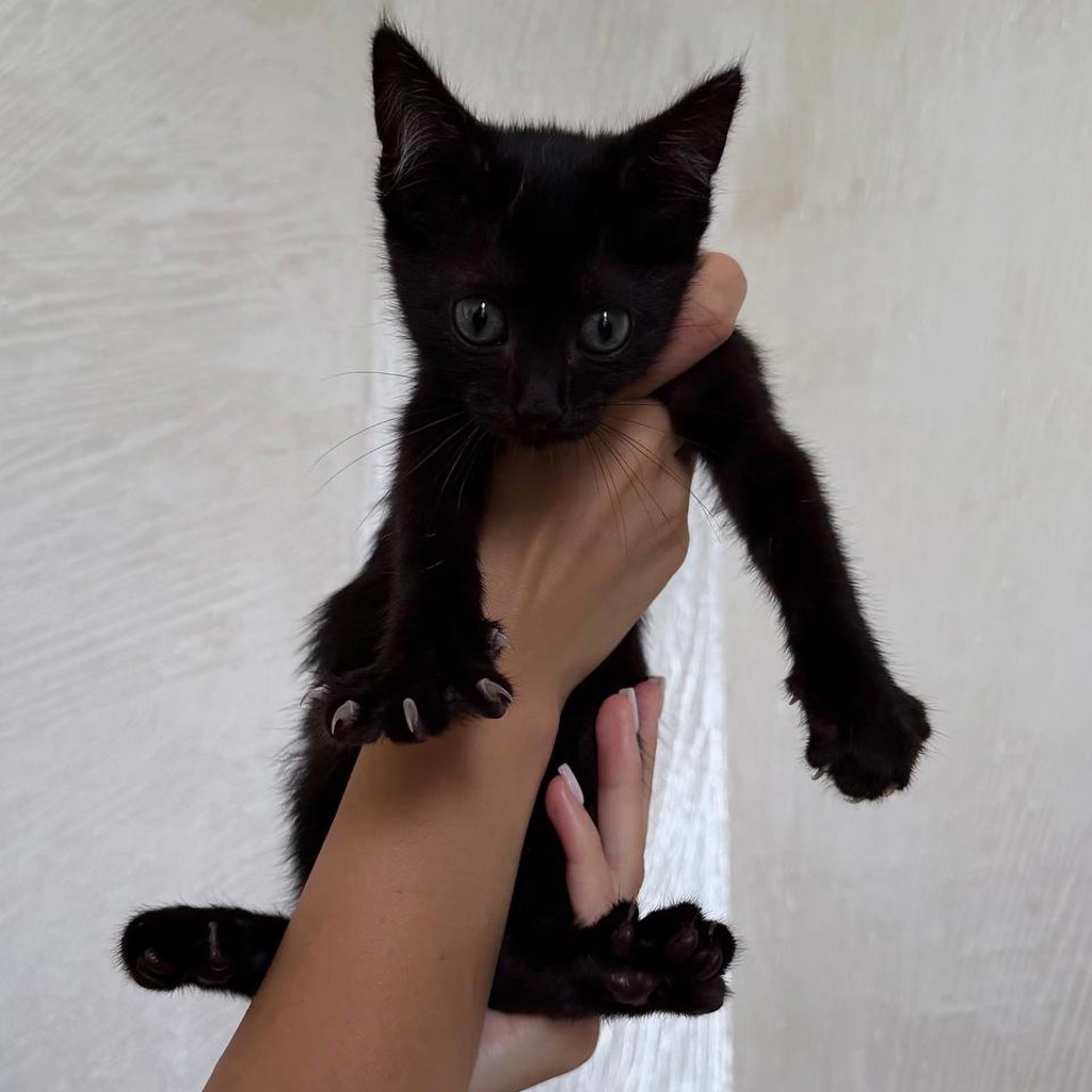 Котенок