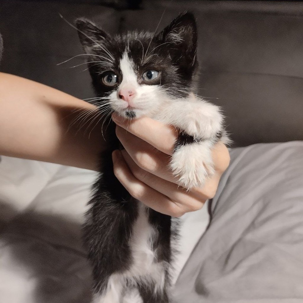 Котенок