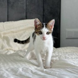Мальчишка-кот - фото 2