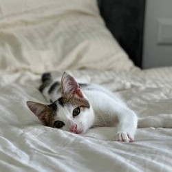 Мальчишка-кот - фото 3