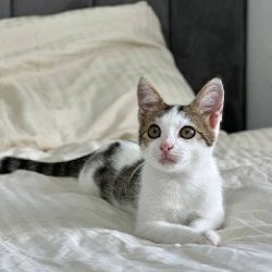 Мальчишка-кот - фото 4