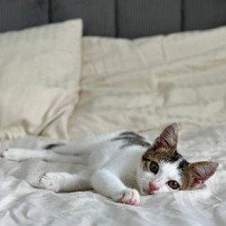 Мальчишка-кот - фото 5