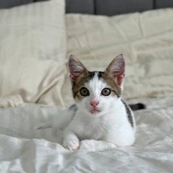 Мальчишка-кот - фото 6