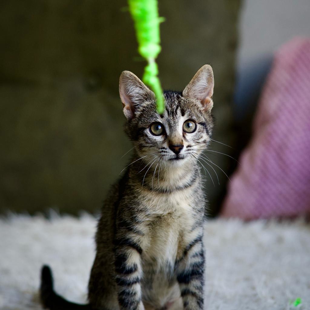 Кошечка