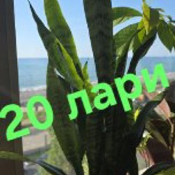 Цветы - фото 2