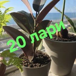 Цветы - фото 3