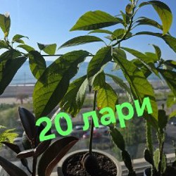 Цветы - фото 4
