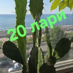 Цветы - фото 5